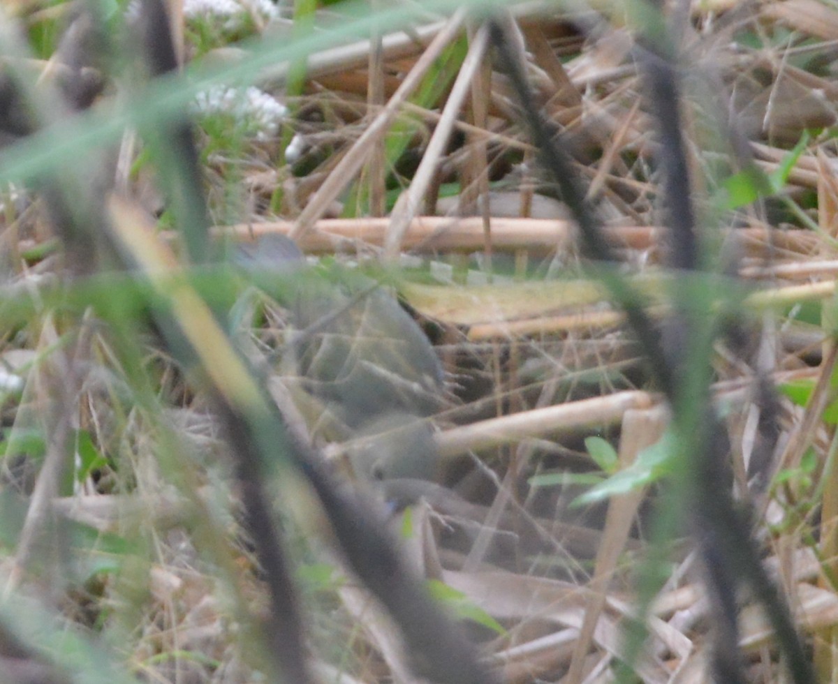 Индиговый колорин - ML647196737