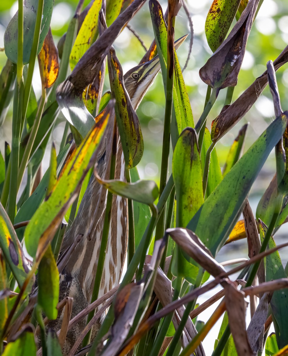 bukač severoamerický - ML647196739