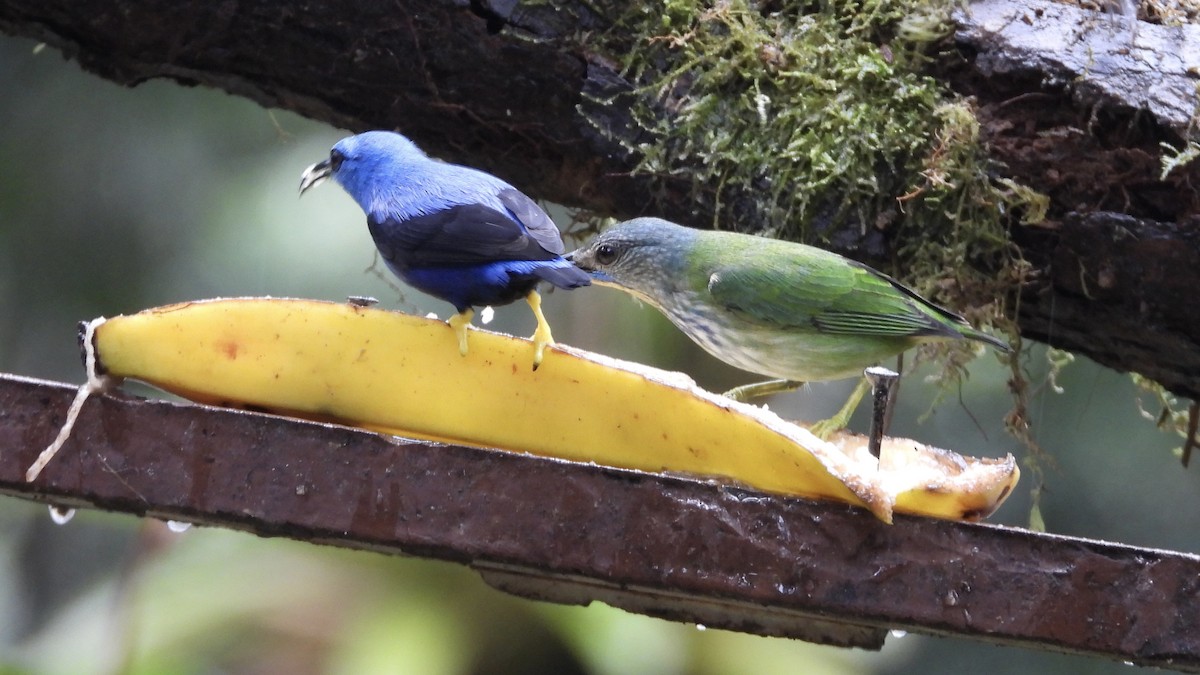 Shining Honeycreeper - ML647196744