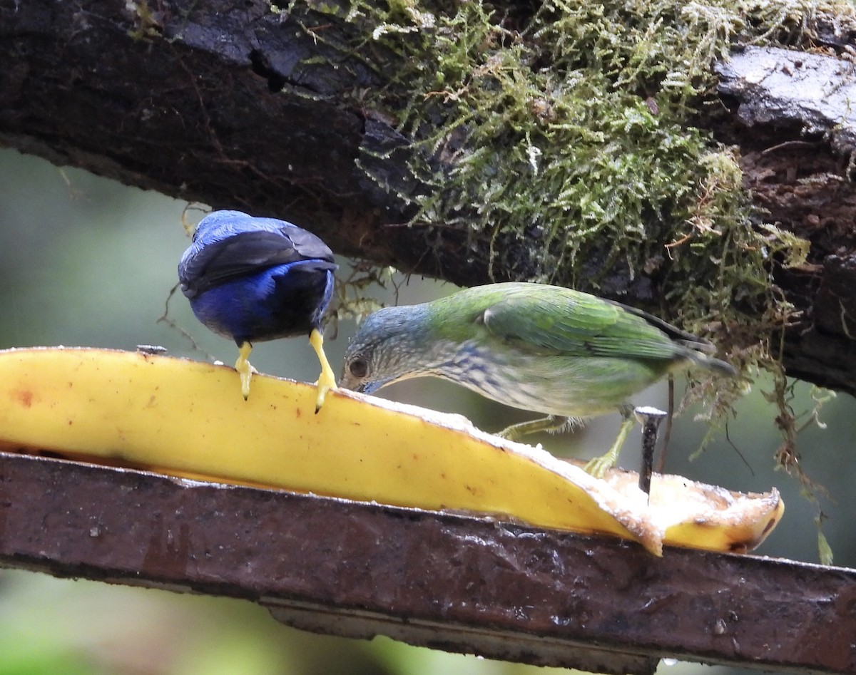 Shining Honeycreeper - ML647196745