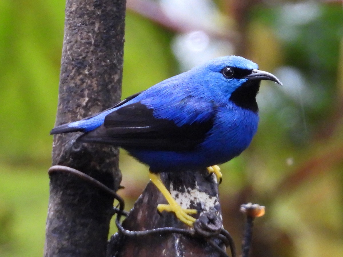 Shining Honeycreeper - ML647196746