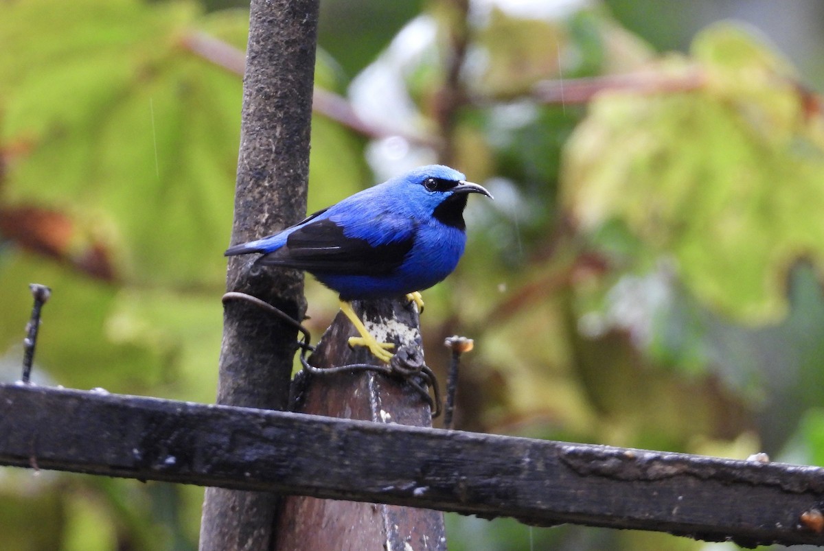 Shining Honeycreeper - ML647196747