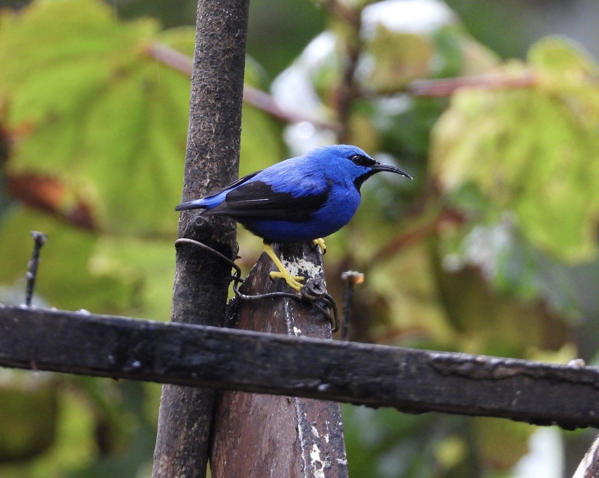 Shining Honeycreeper - ML647196748