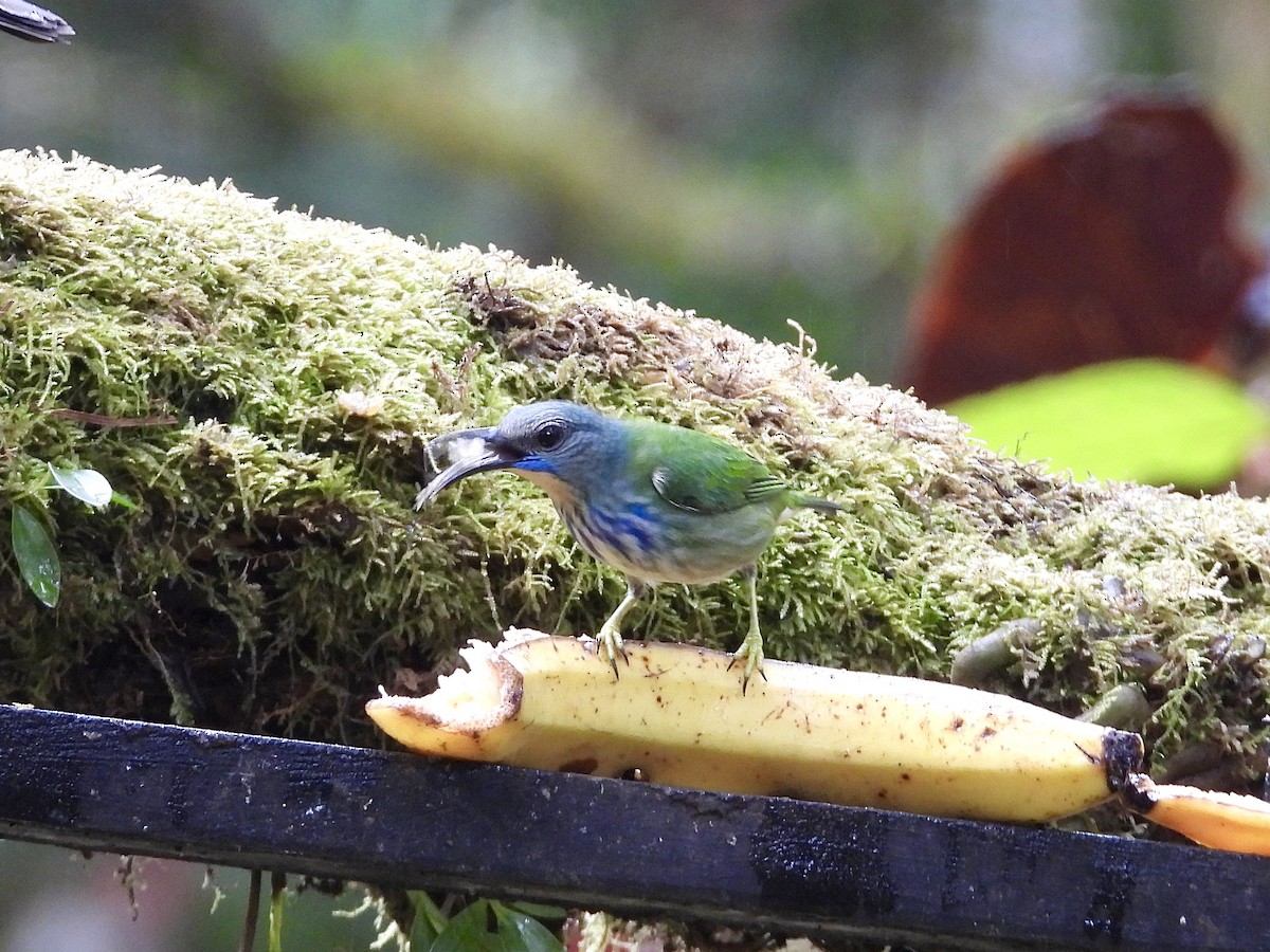 Shining Honeycreeper - ML647196749