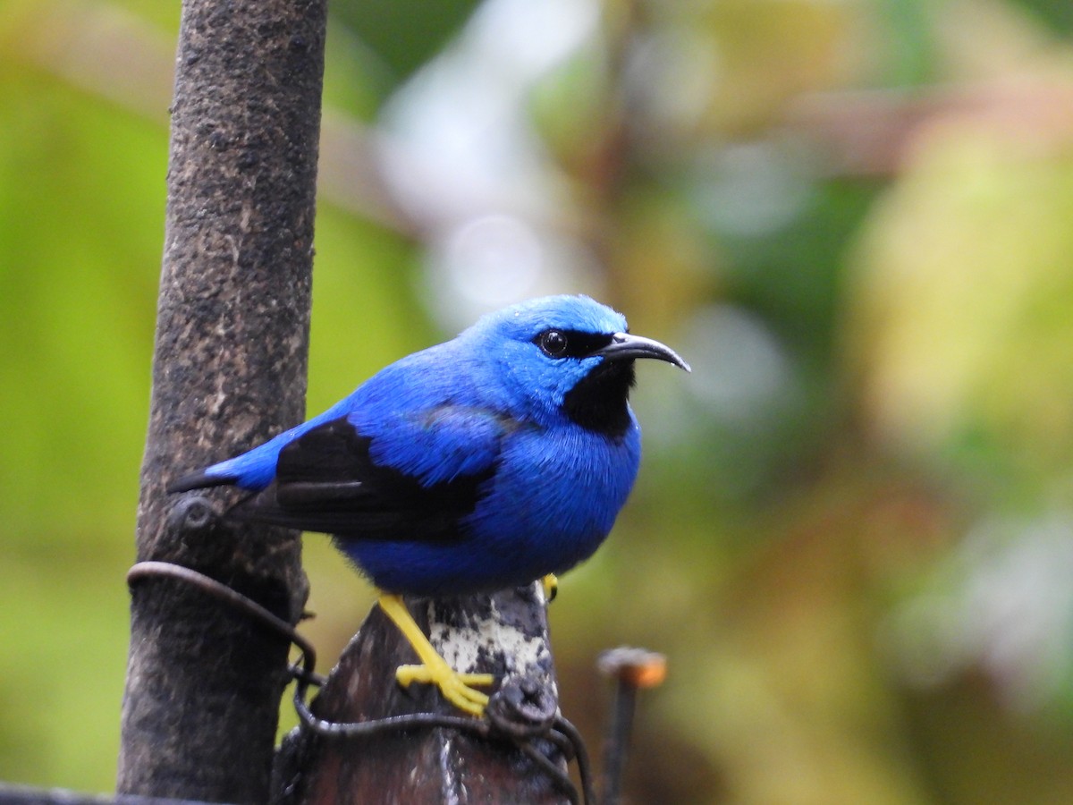 Shining Honeycreeper - ML647196750