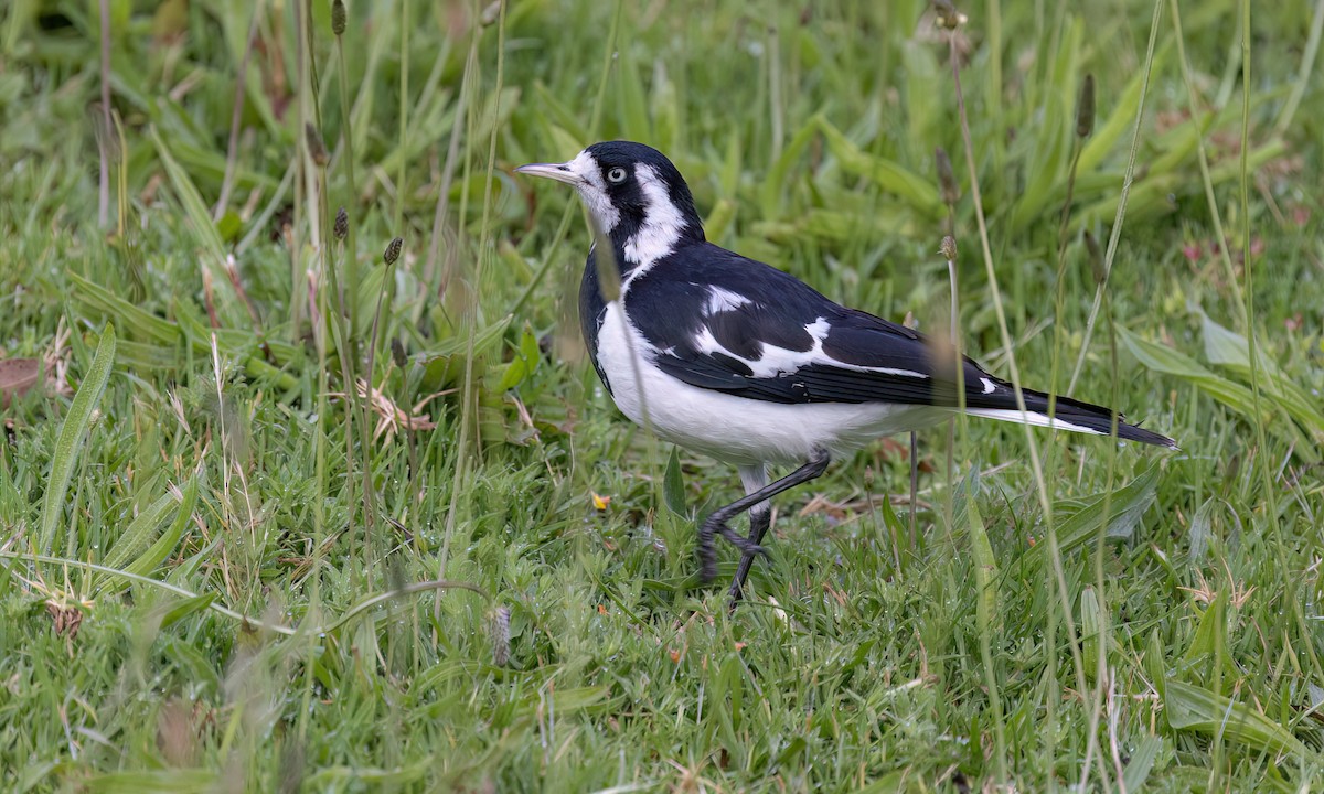 Magpie-lark - ML647196751