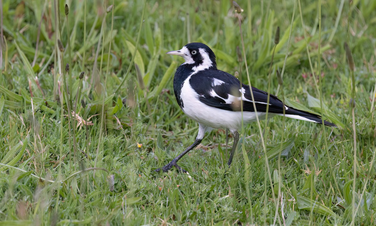 Magpie-lark - ML647196752