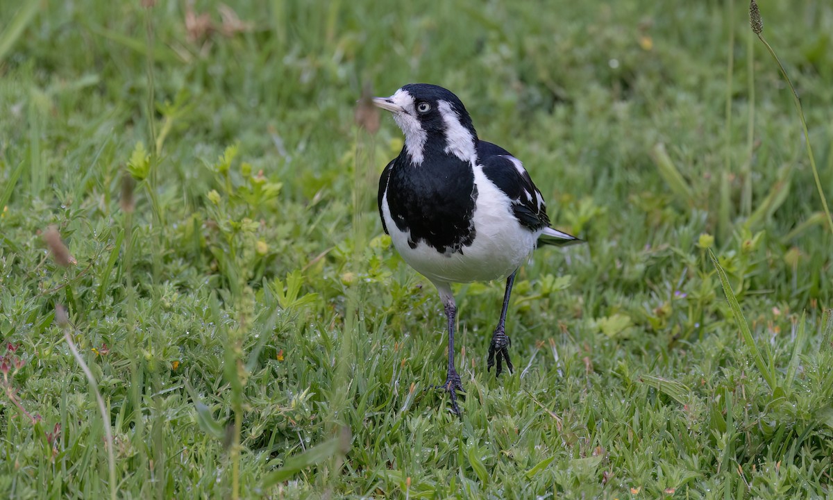 Magpie-lark - ML647196753