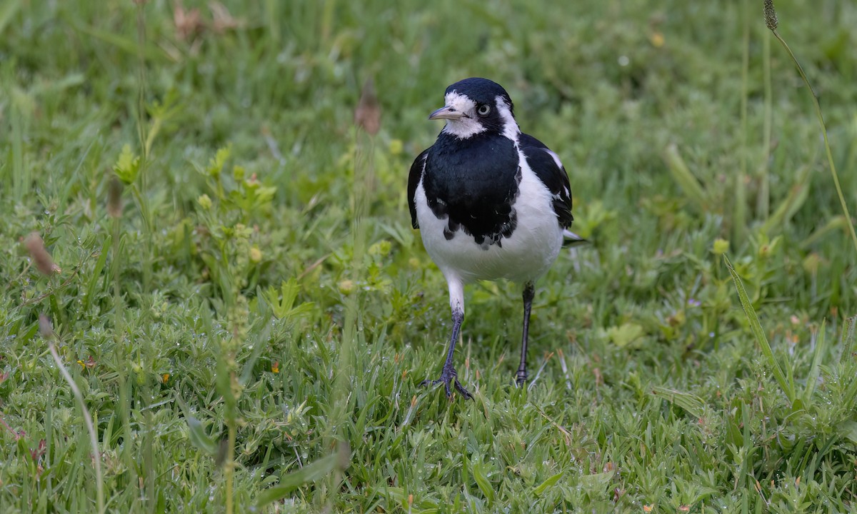 Magpie-lark - ML647196754