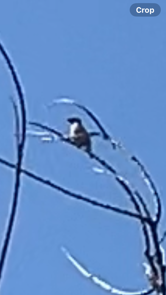 Cedar Waxwing - ML647196756