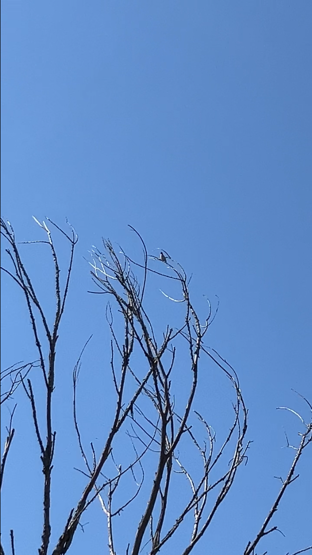 Cedar Waxwing - ML647196757