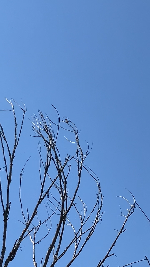 Cedar Waxwing - ML647196758