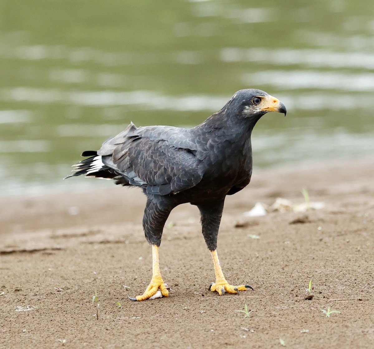 Common Black Hawk - ML647196759