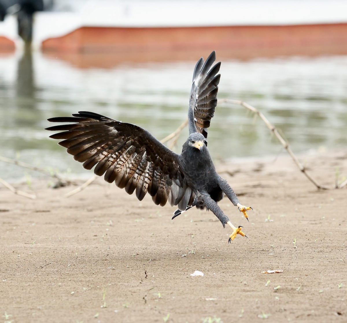 Common Black Hawk - ML647196760