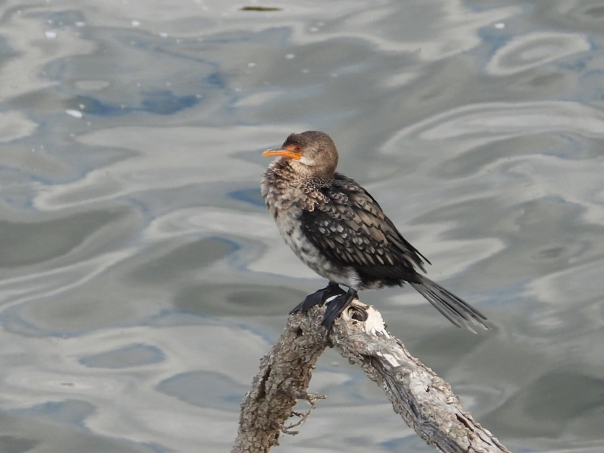 アフリカコビトウ - ML647196770