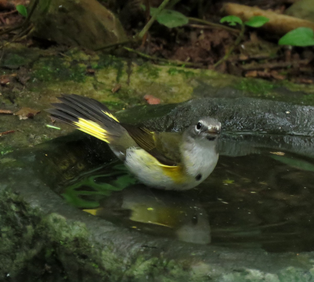 סבכון חכלילי - ML647196772