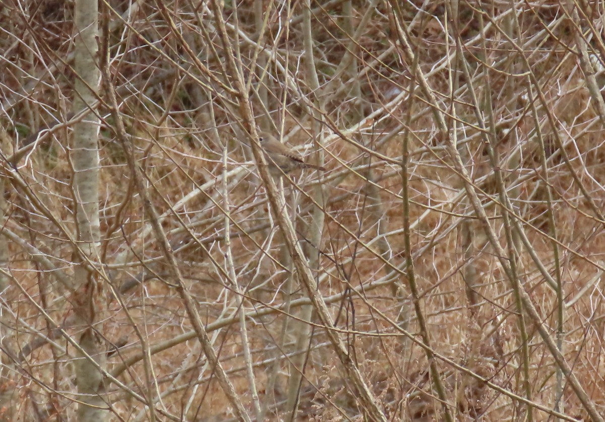 Northern House Wren - ML647196773
