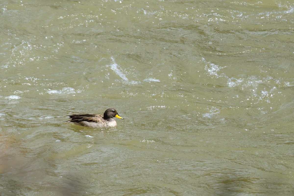 Yellow-billed Teal - ML647196777