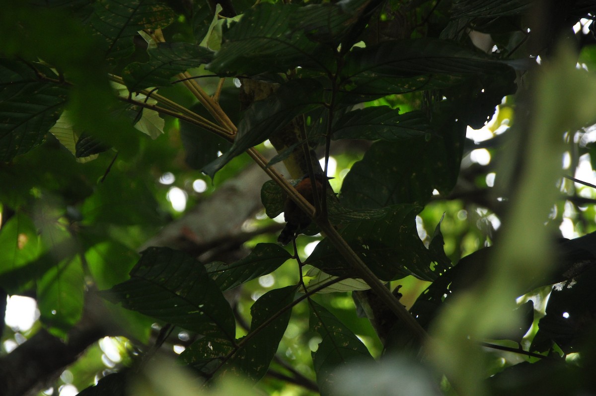 Dot-winged Antwren - ML647196788