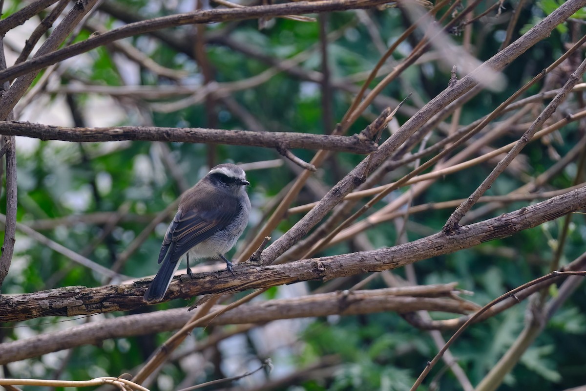 White-browed Chat-Tyrant - ML647196790