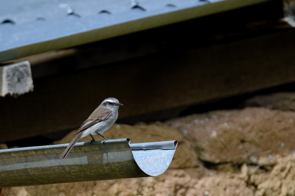 White-browed Chat-Tyrant - ML647196791