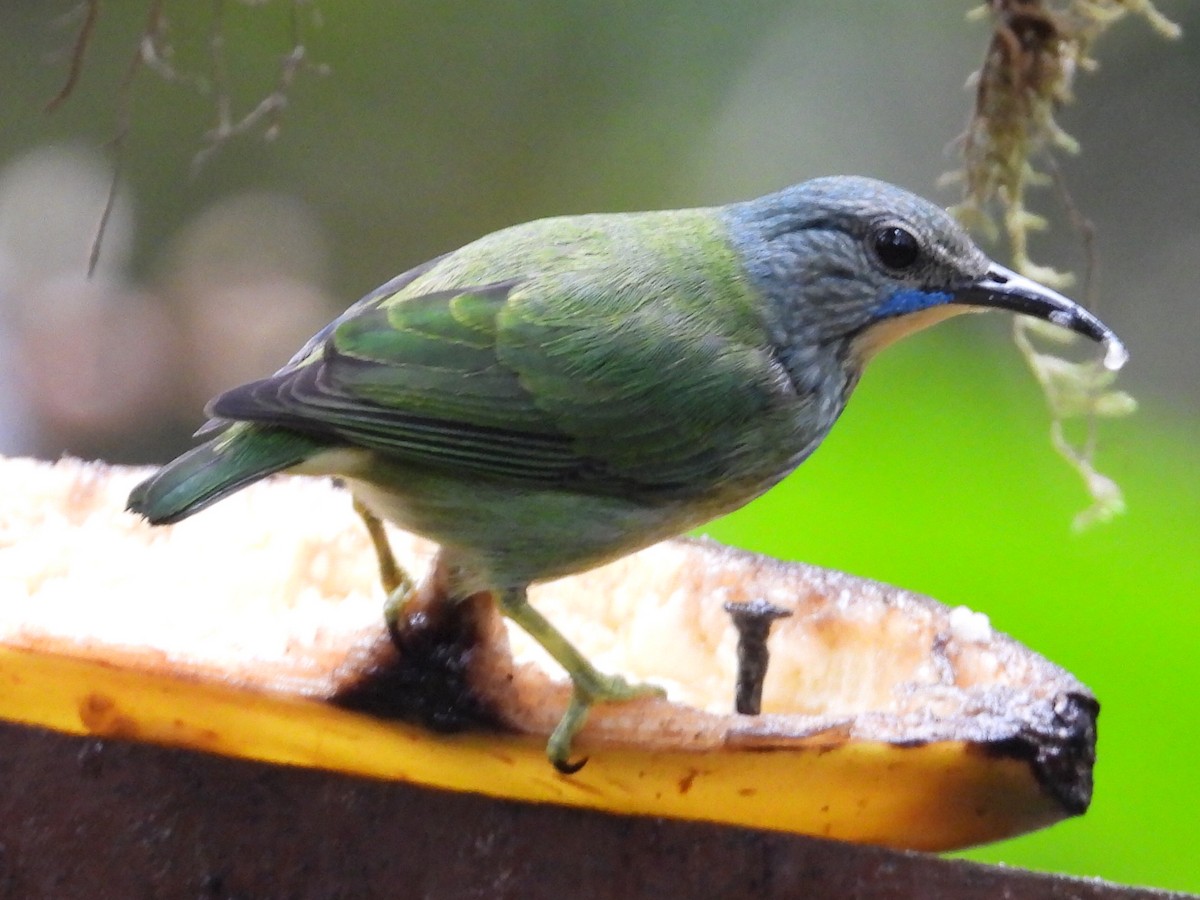 Shining Honeycreeper - ML647196795