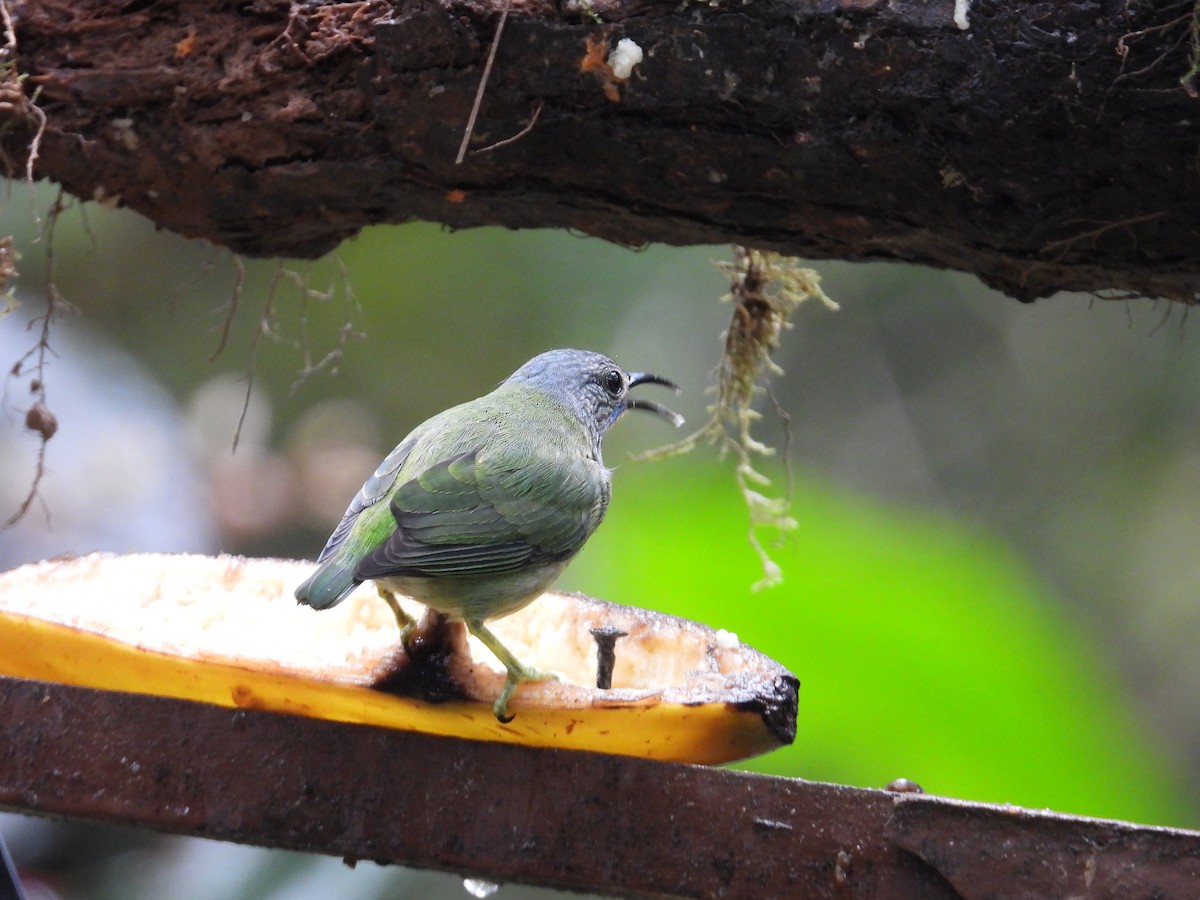 Shining Honeycreeper - ML647196796