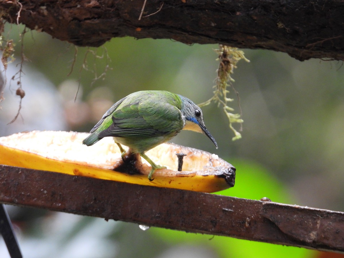 Shining Honeycreeper - ML647196797