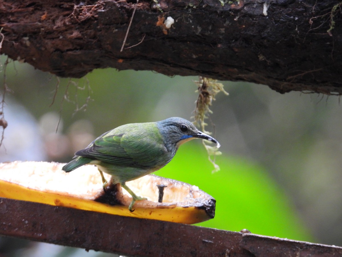 Shining Honeycreeper - ML647196798