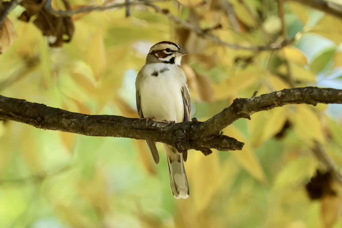 Lark Sparrow - ML647196802