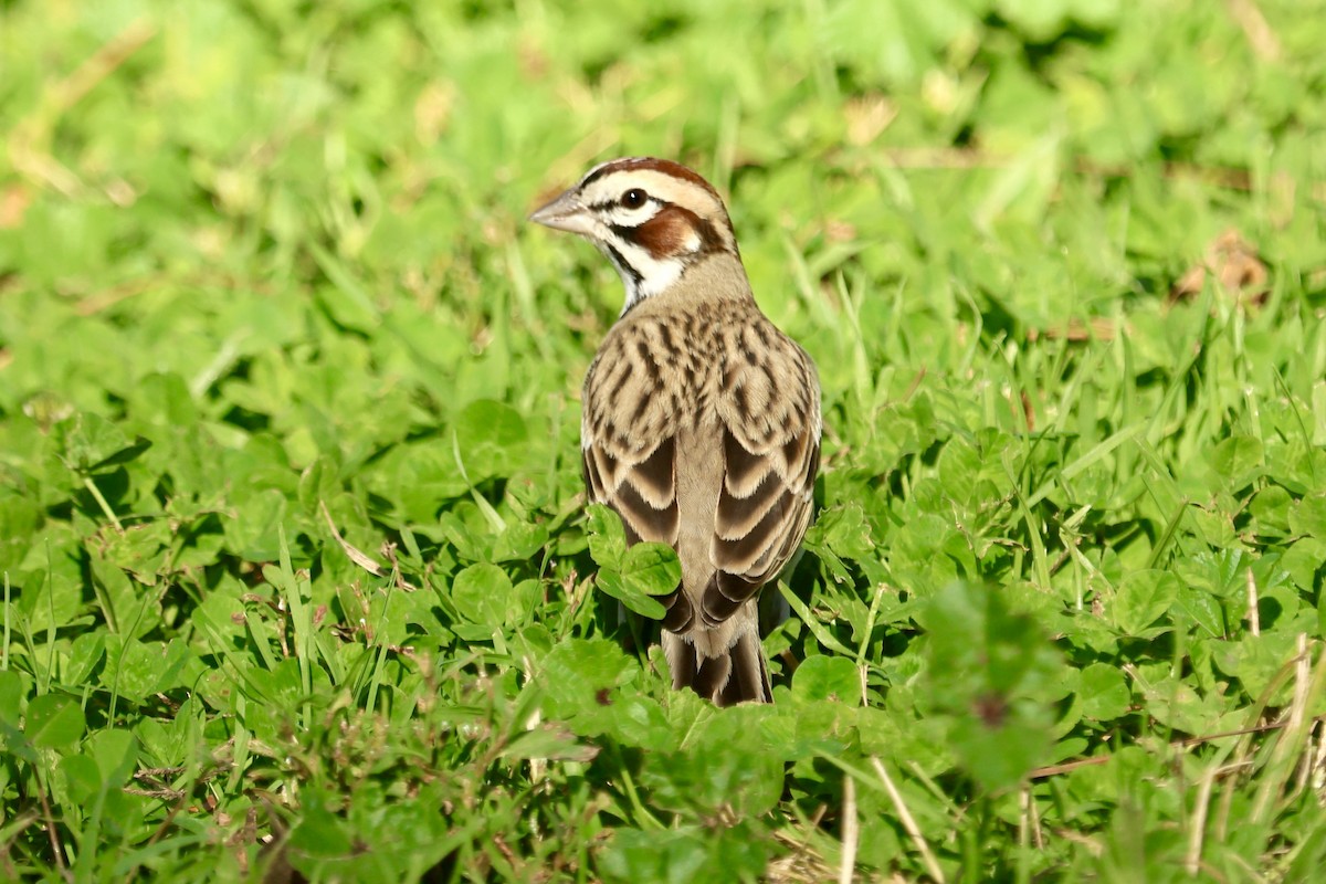 Lark Sparrow - ML647196803