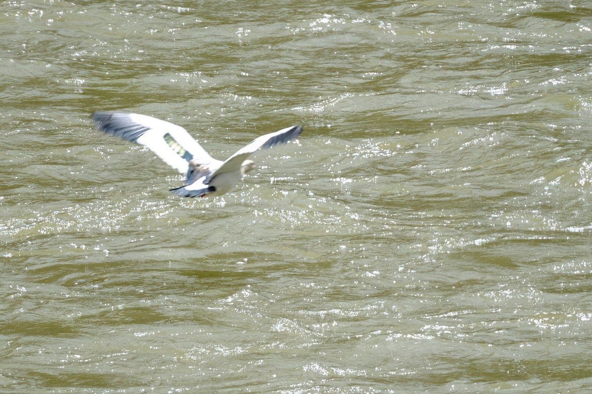 Andean Goose - ML647196804