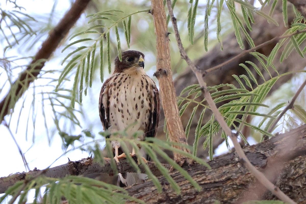 Little Sparrowhawk - ML647196805