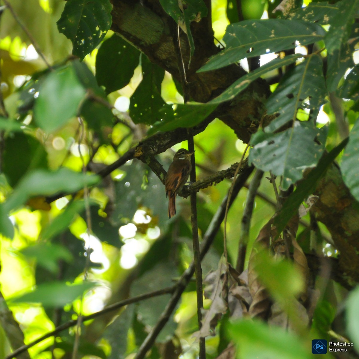 Northern Plain-Xenops - ML647196806