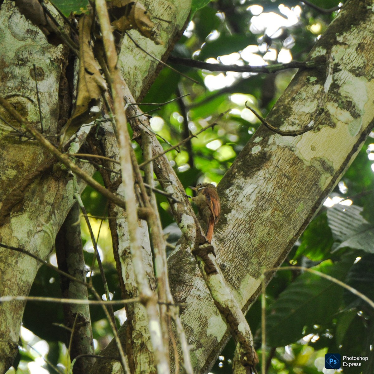 Northern Plain-Xenops - ML647196807