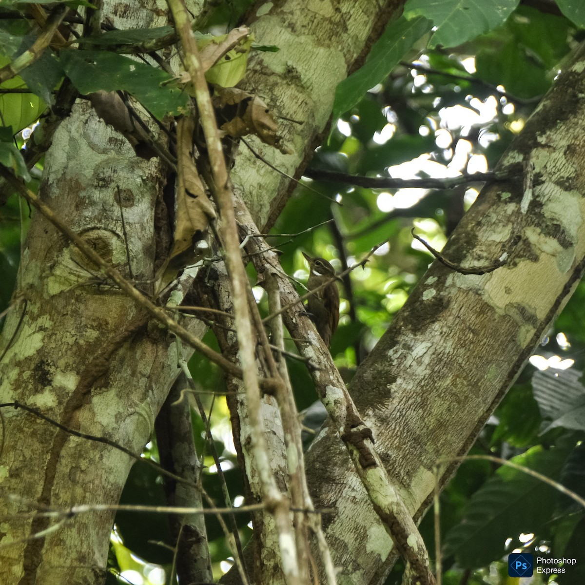 Northern Plain-Xenops - ML647196808