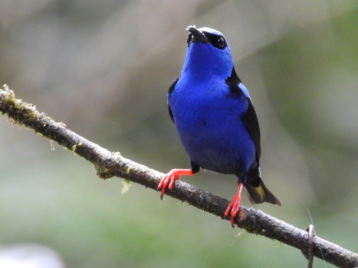 Танагра-медоїд бірюзова - ML647196816