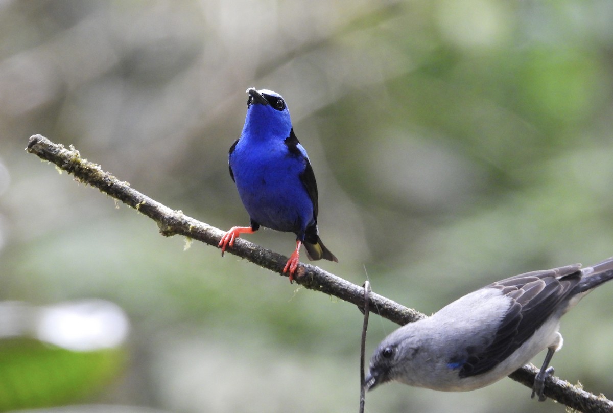 Танагра-медоїд бірюзова - ML647196817