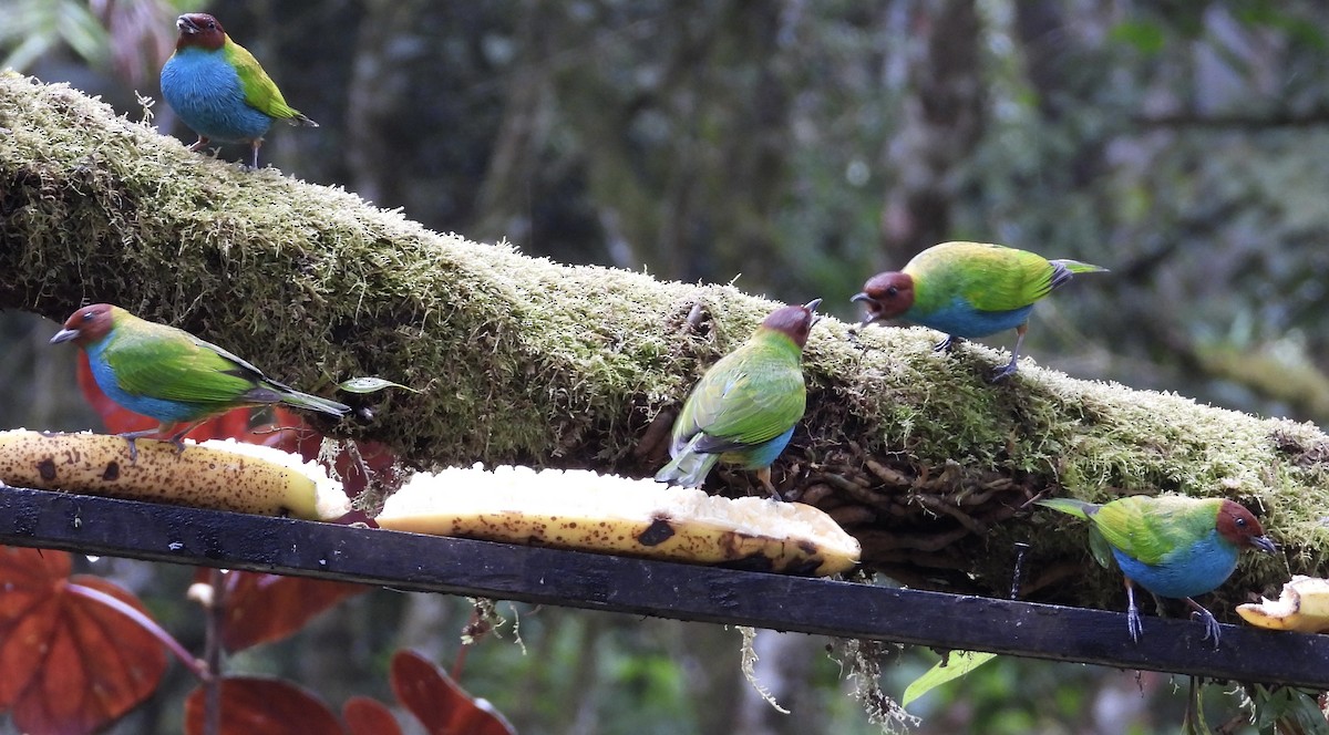 Tangara Cabecibaya - ML647196832