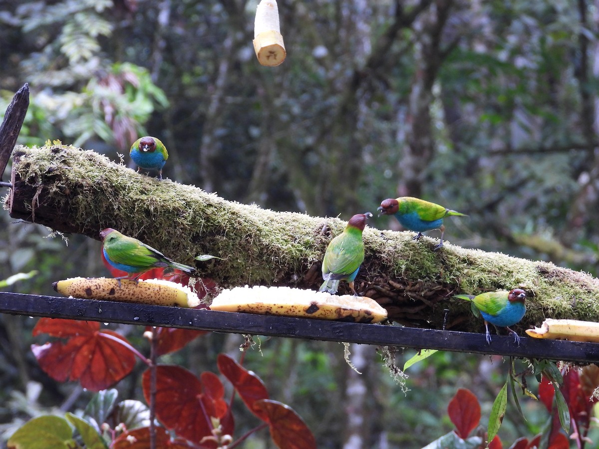 Tangara Cabecibaya - ML647196835