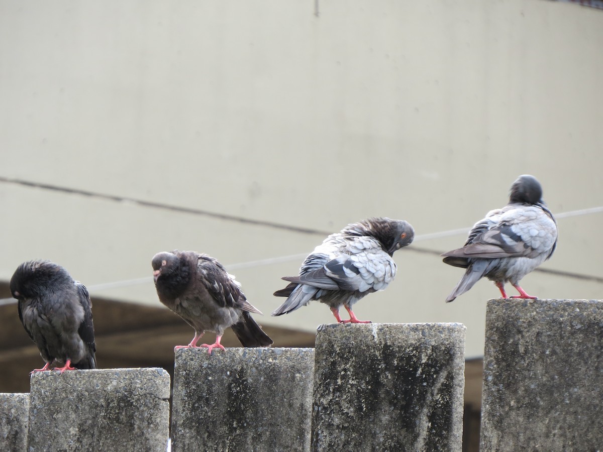 יונת בית - ML647196838