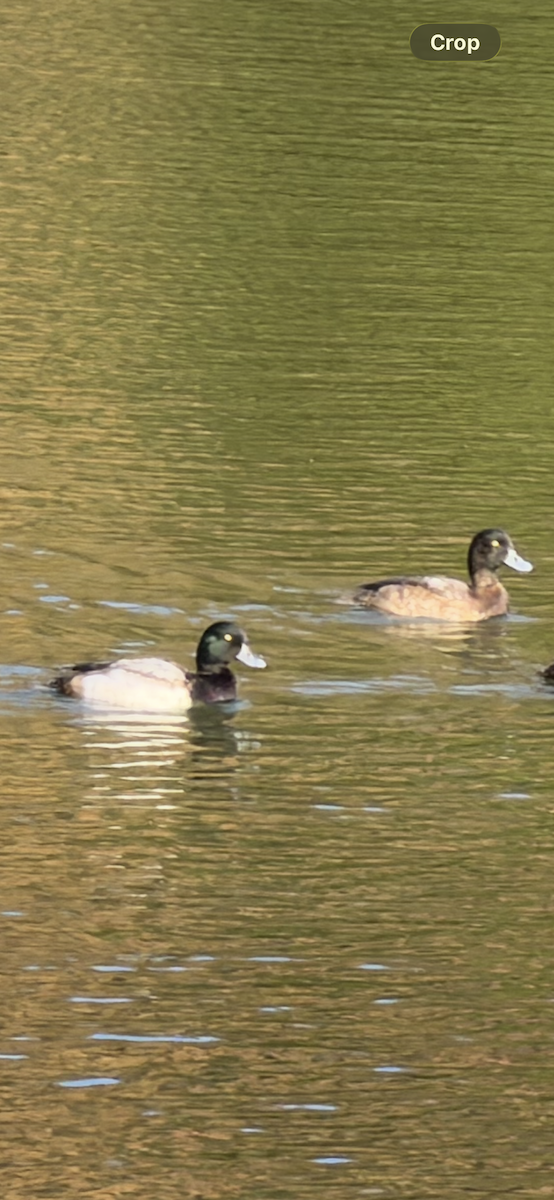 スズガモ - ML647196839