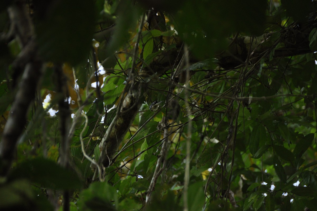 Black-and-white Warbler - ML647196844