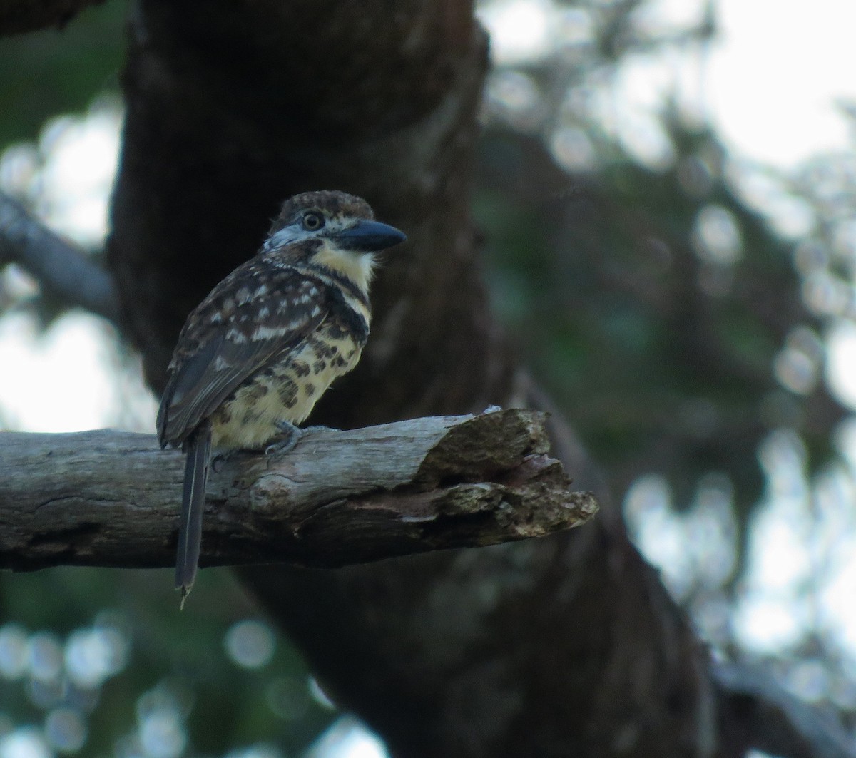 Two-banded Puffbird - ML647196858
