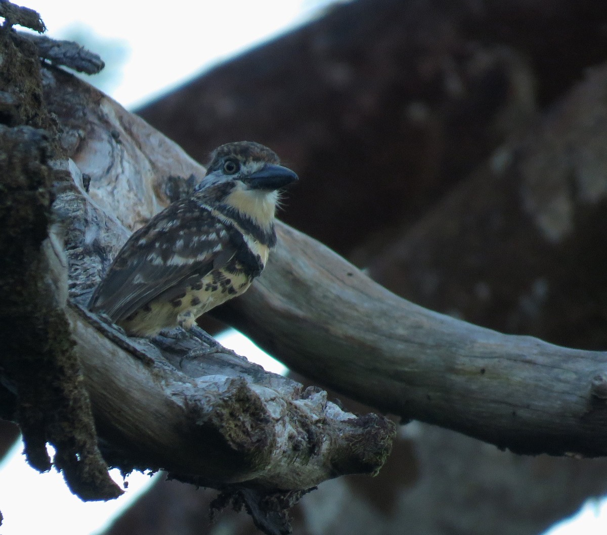 Two-banded Puffbird - ML647196859