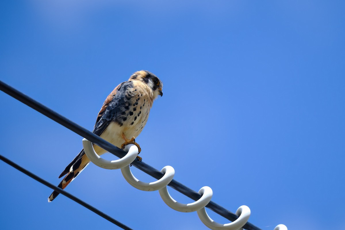 American Kestrel - ML647196860