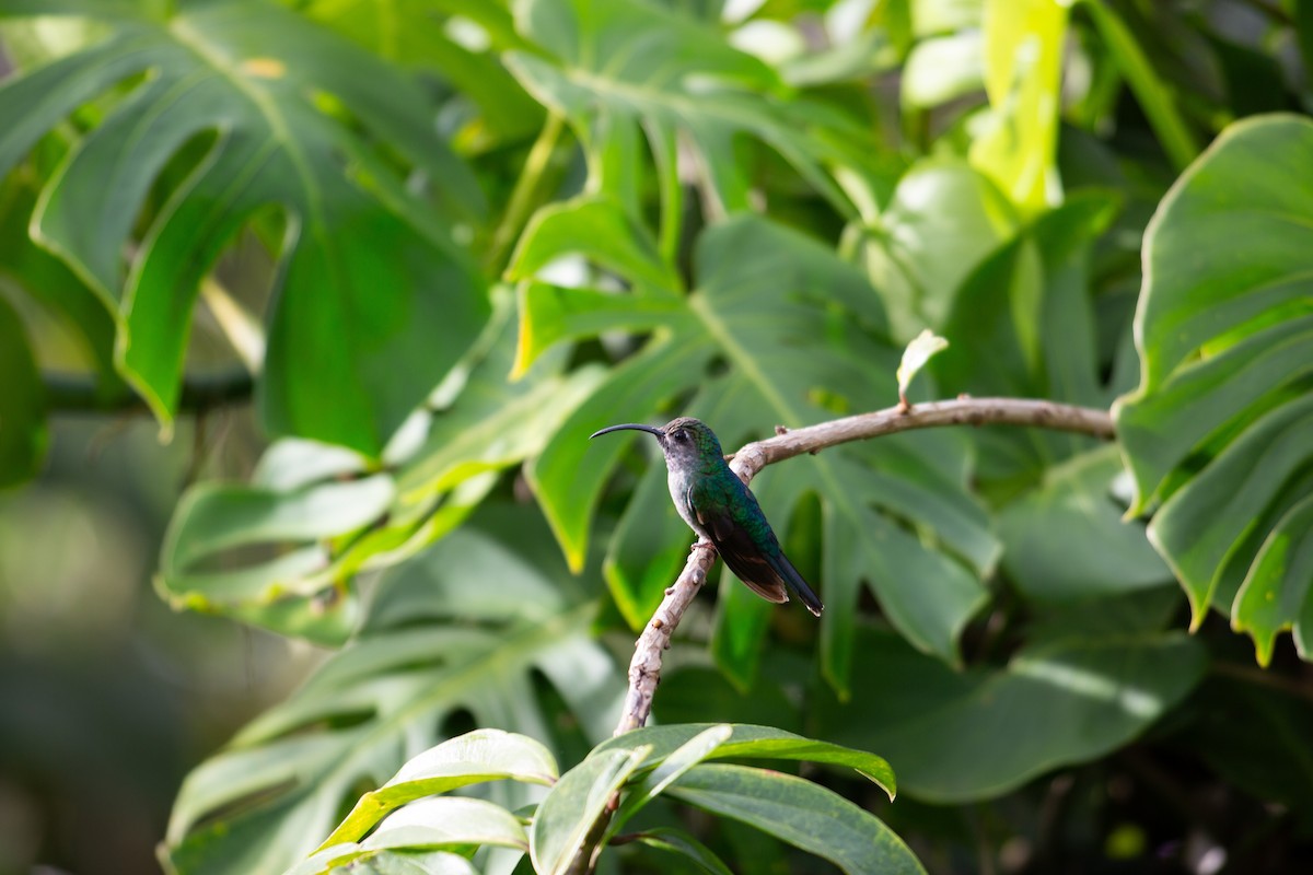 Violet Sabrewing - ML647196896