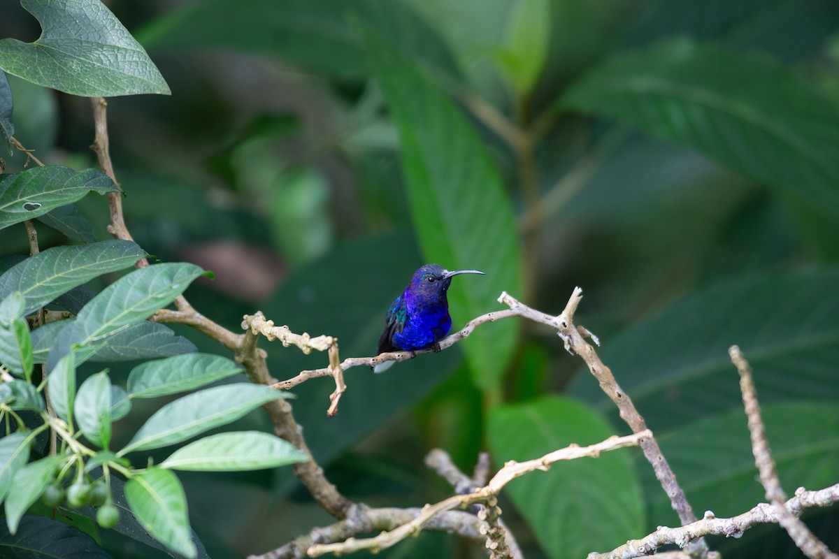 Violet Sabrewing - ML647196897