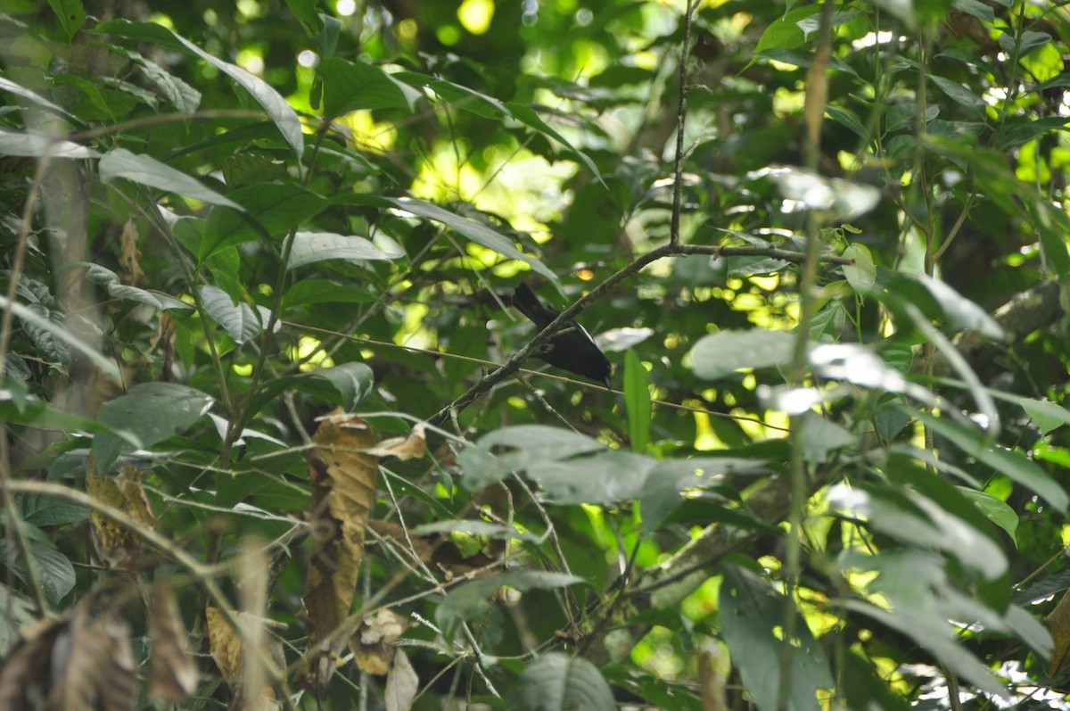 White-shouldered Tanager - ML647196898