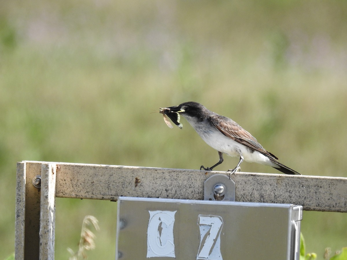 Eastern Kingbird - ML64719691